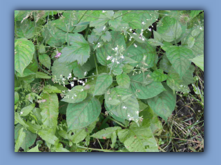 Enchanter's-nightshade. Hetton Bogs. 11th July 2023 2.jpg